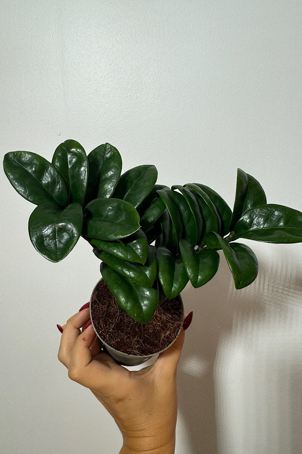 Zamioculcas Zenzi - www.augi-plants.lv