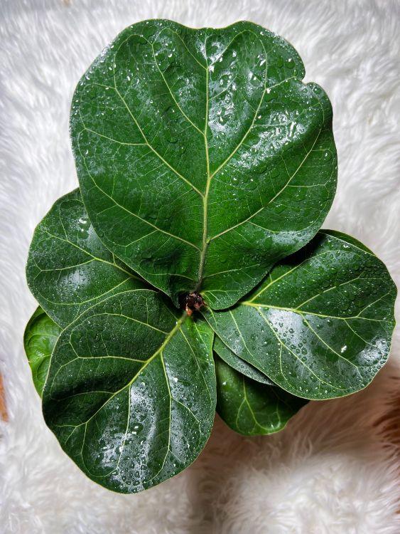 Ficus Lyrata Bambino - www.augi-plants.lv