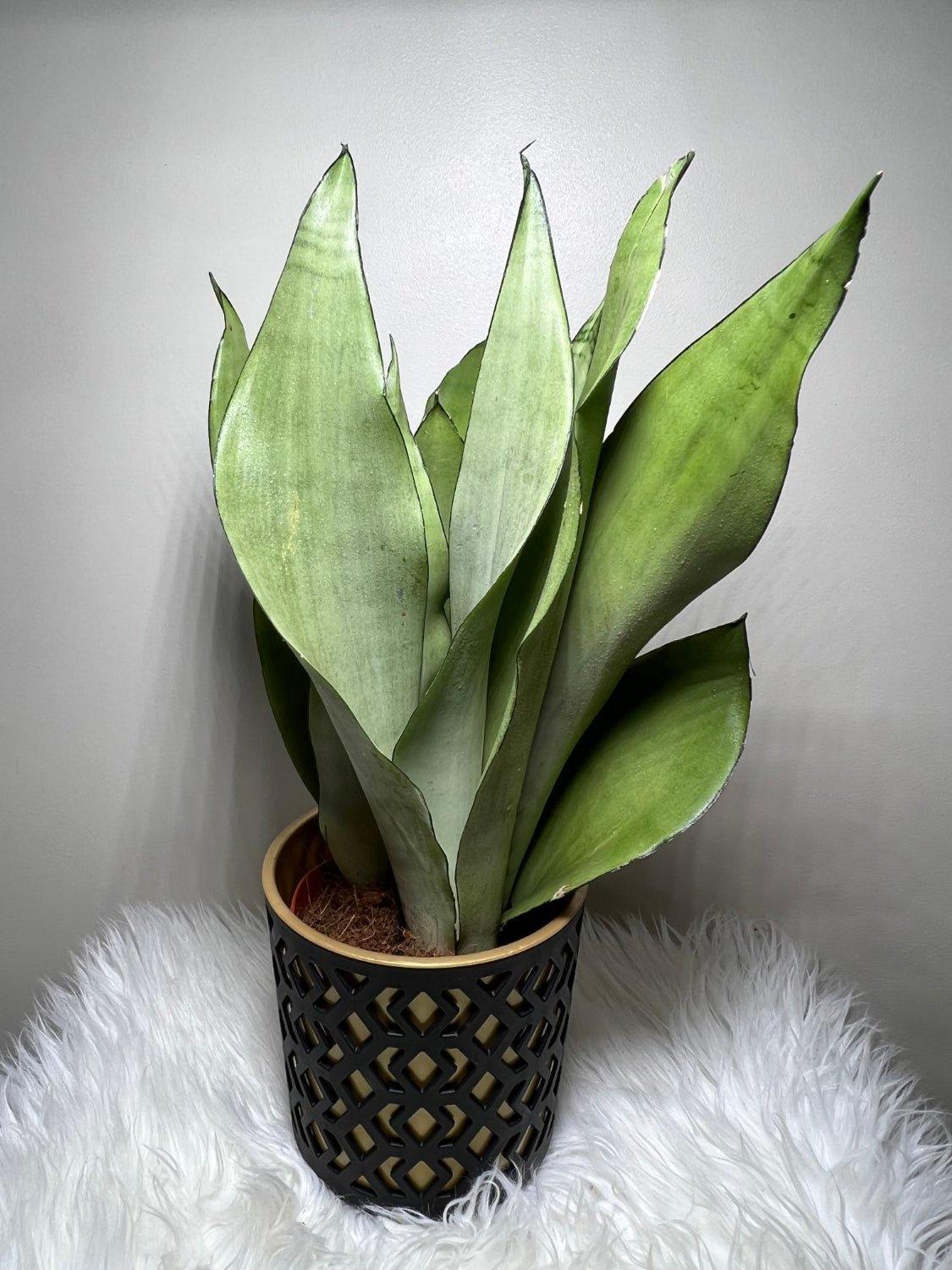 Sansevieria Moonshine - www.augi-plants.lv