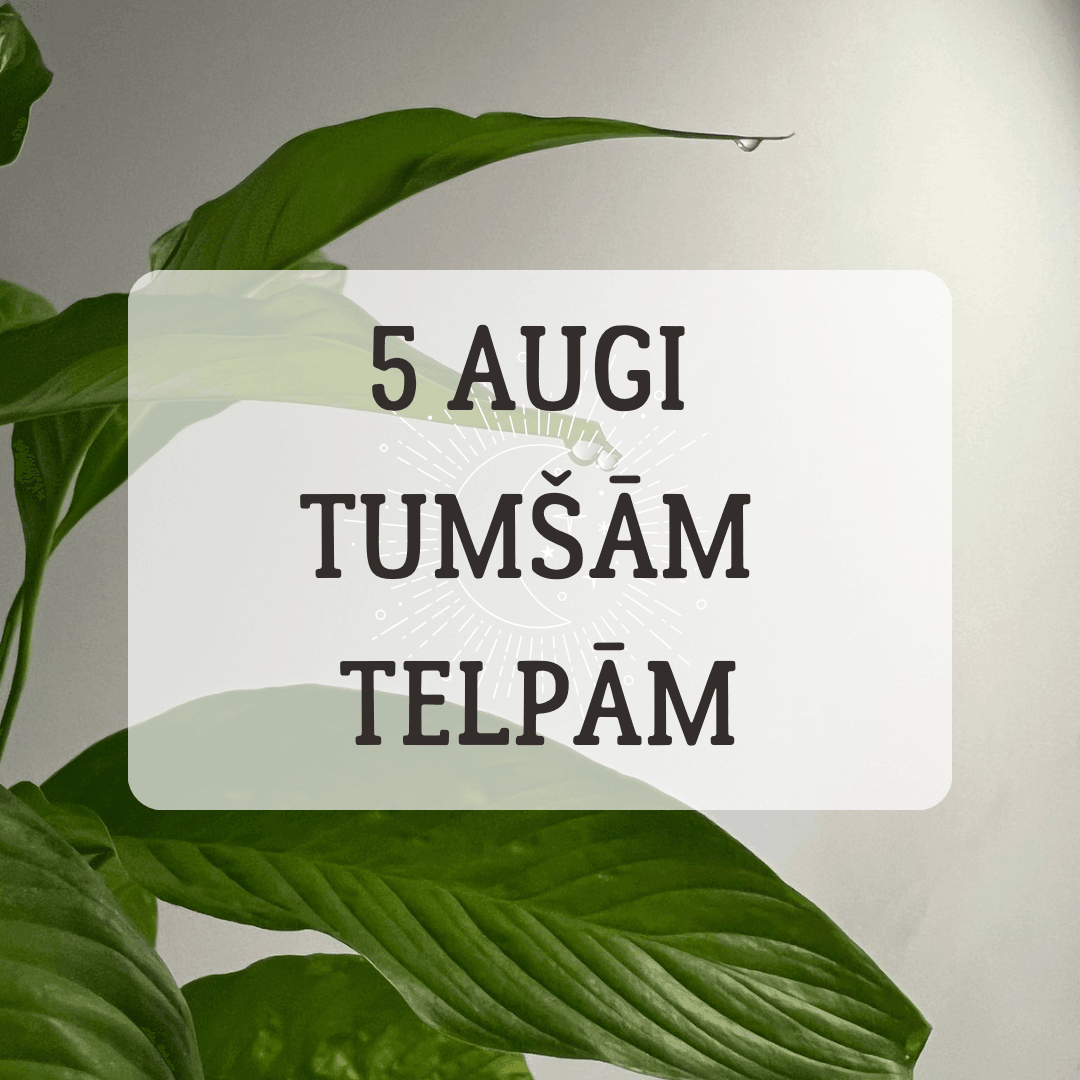 5 TELPAUGI TUMŠĀM TELPĀM - www.augi-plants.lv