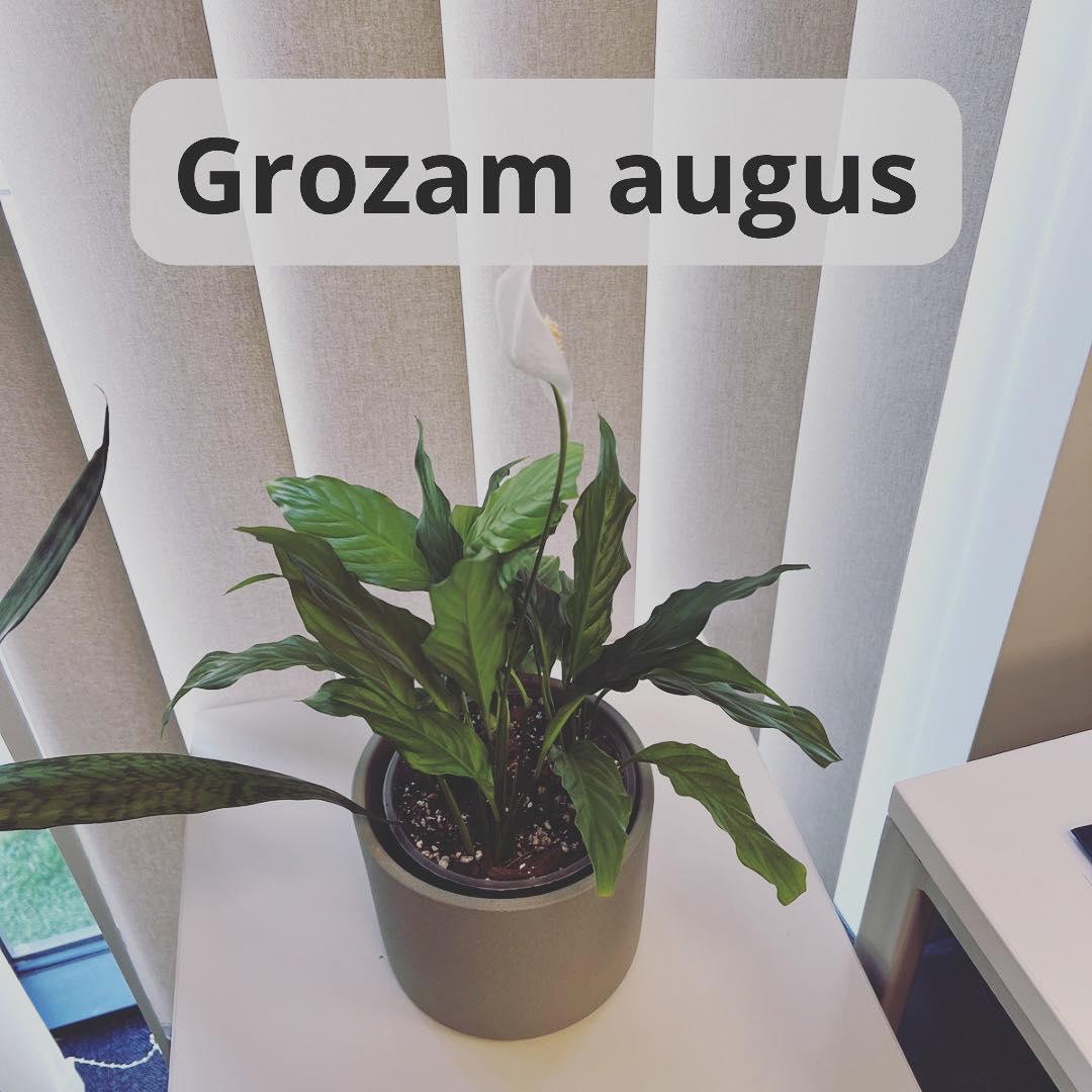 Grozam telpaugus - www.augi-plants.lv