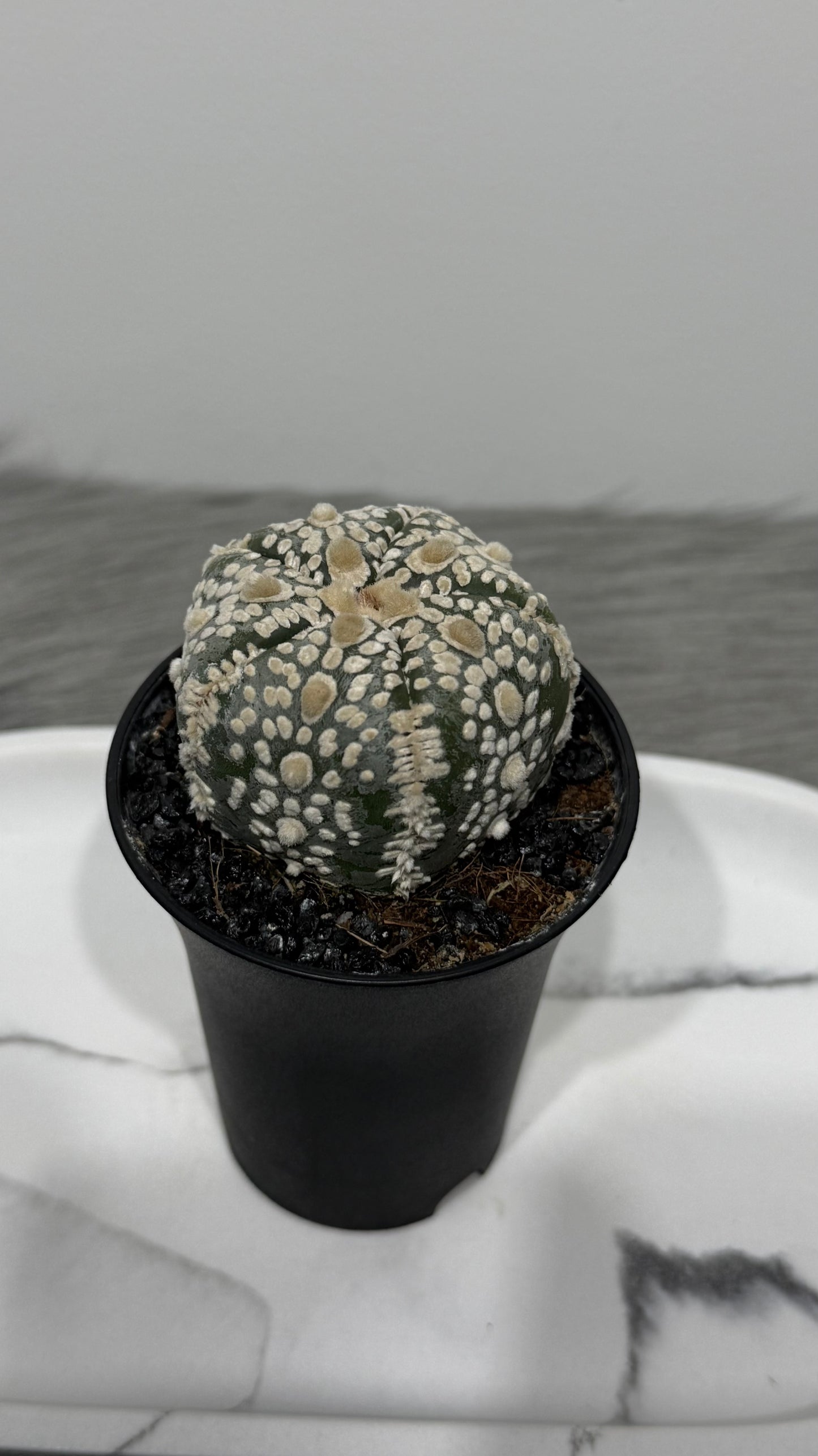 Astrophytum Asterias