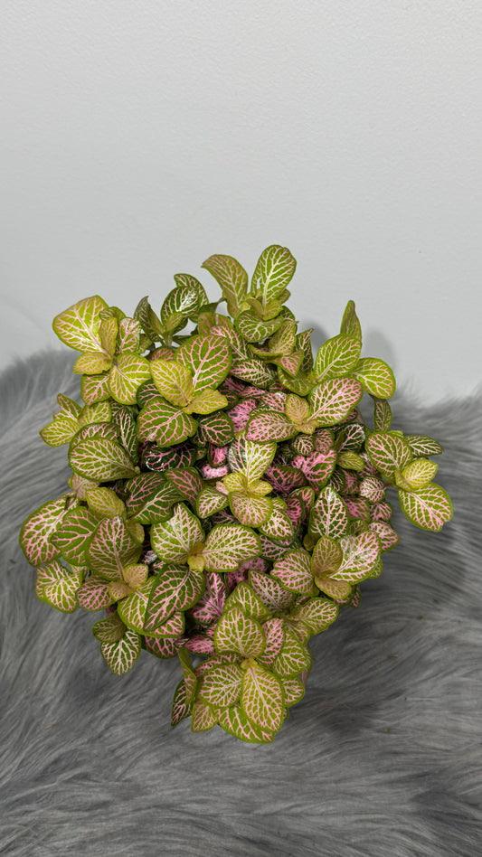 Fittonia 7
