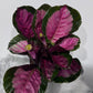 Calathea Roses Crimson