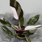 Philodendron Red Anderson