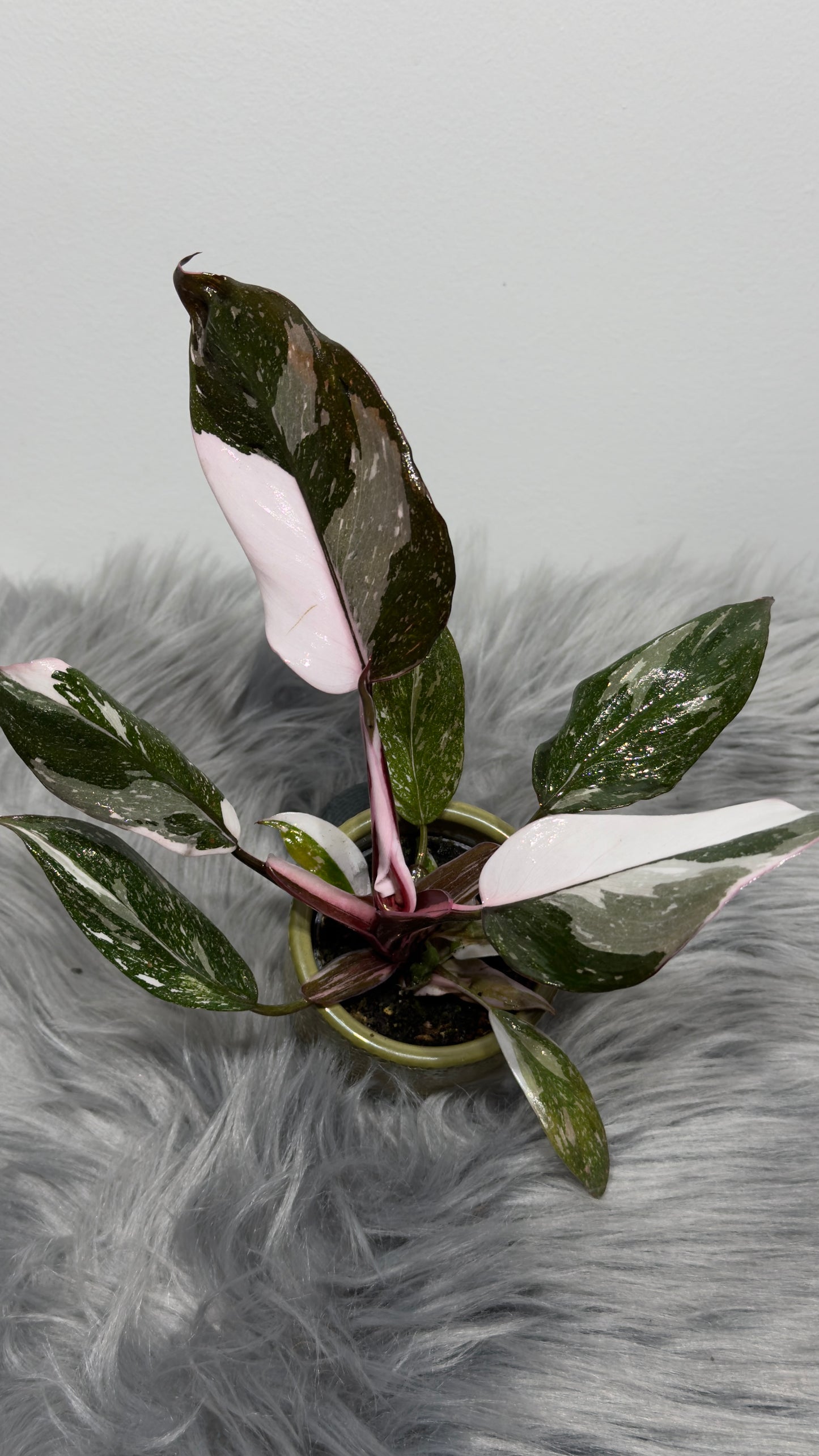 Philodendron Red Anderson