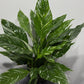 Spathiphyllum Diamond - www.augi-plants.lv