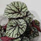 Begonia Rex 2