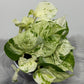 Epipremnum Happy Leaf - www.augi-plants.lv