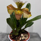 Orhideja Paphiopedilum Amerika 4