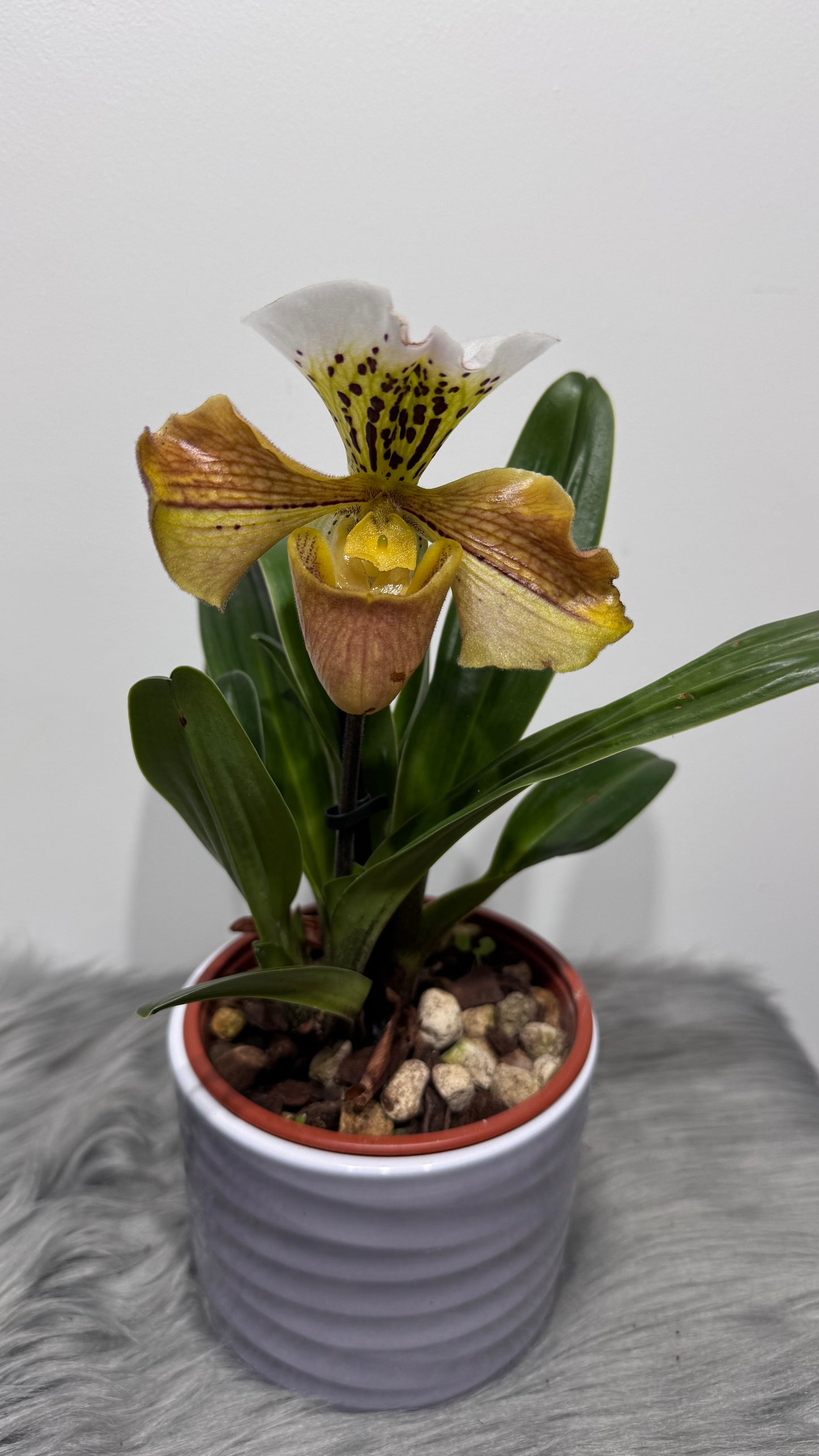 Orhideja Paphiopedilum Amerika 4