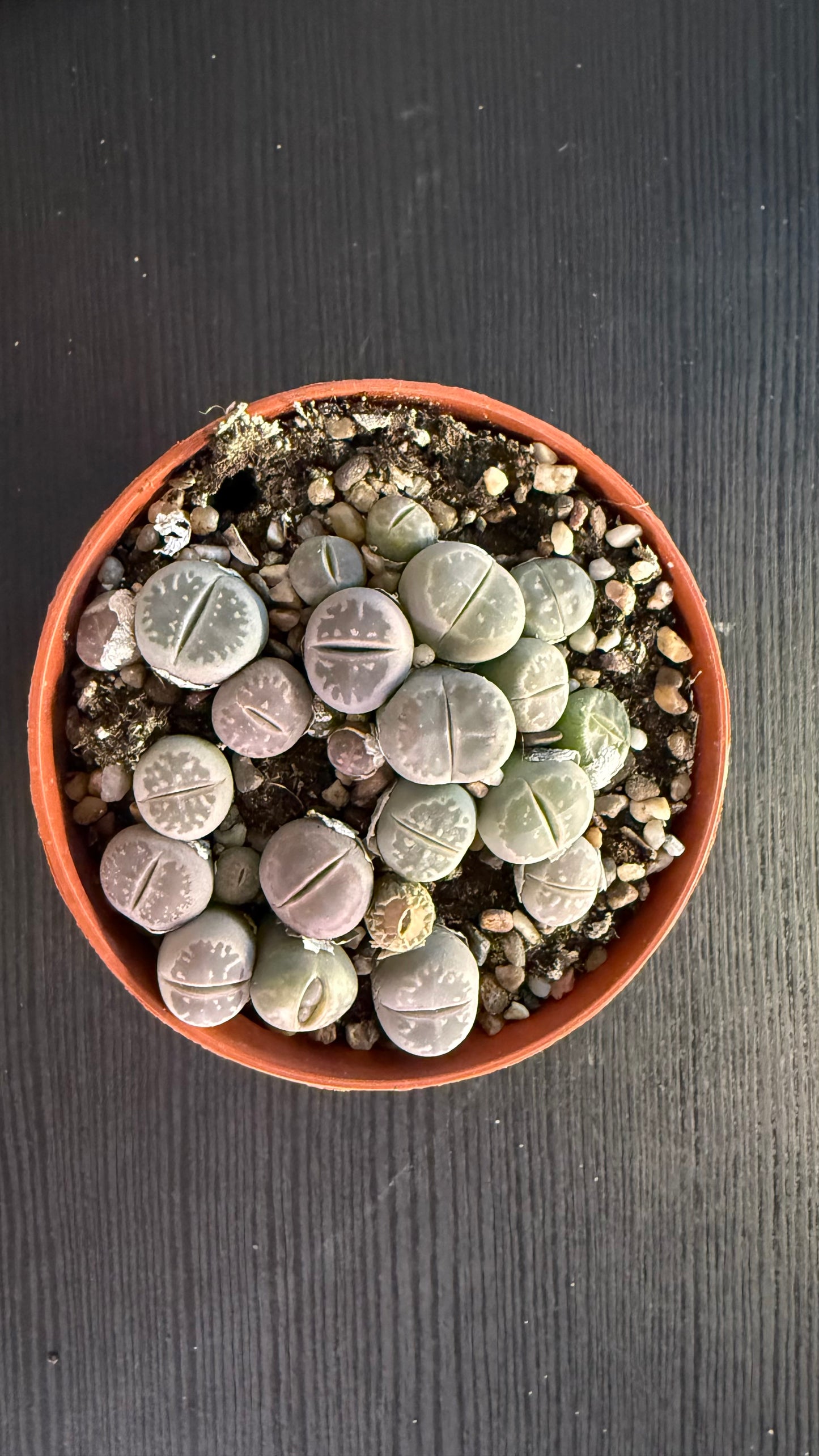 Lithops 6