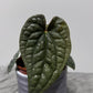 Anthurium Luxurians