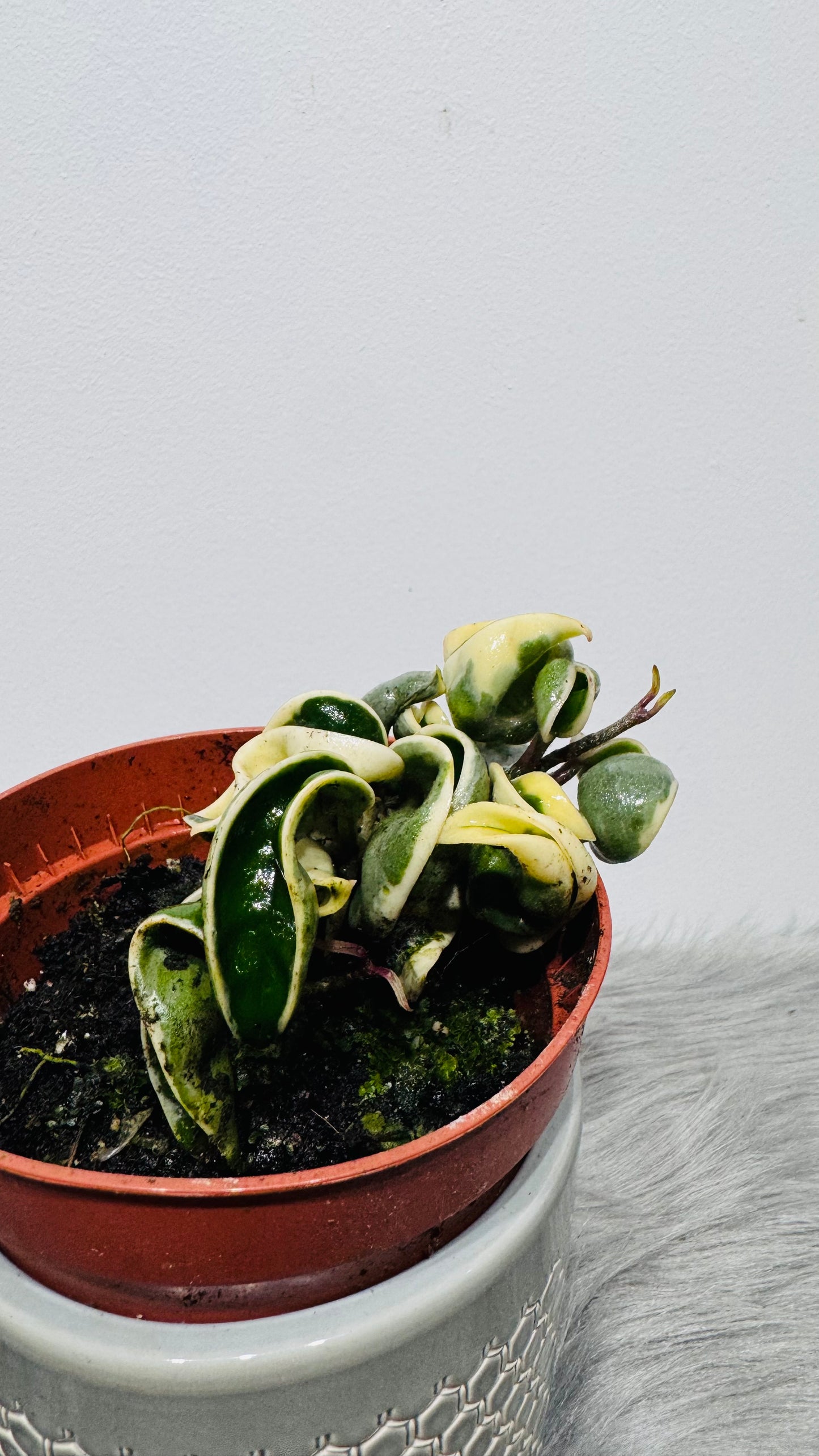 Hoya Compacta variegata