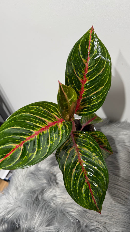 Aglaonema 12