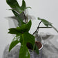 Philodendron Florida Green