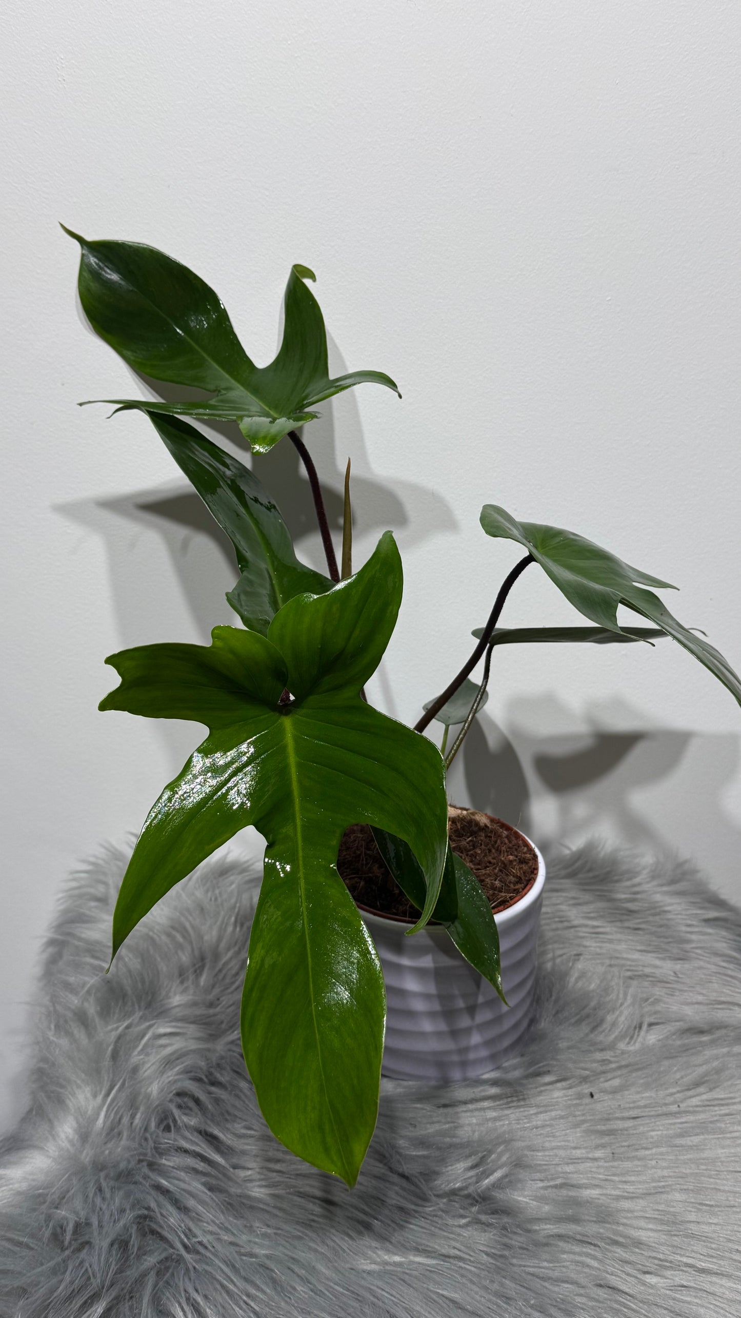 Philodendron Florida Green