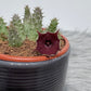Stapelia 2