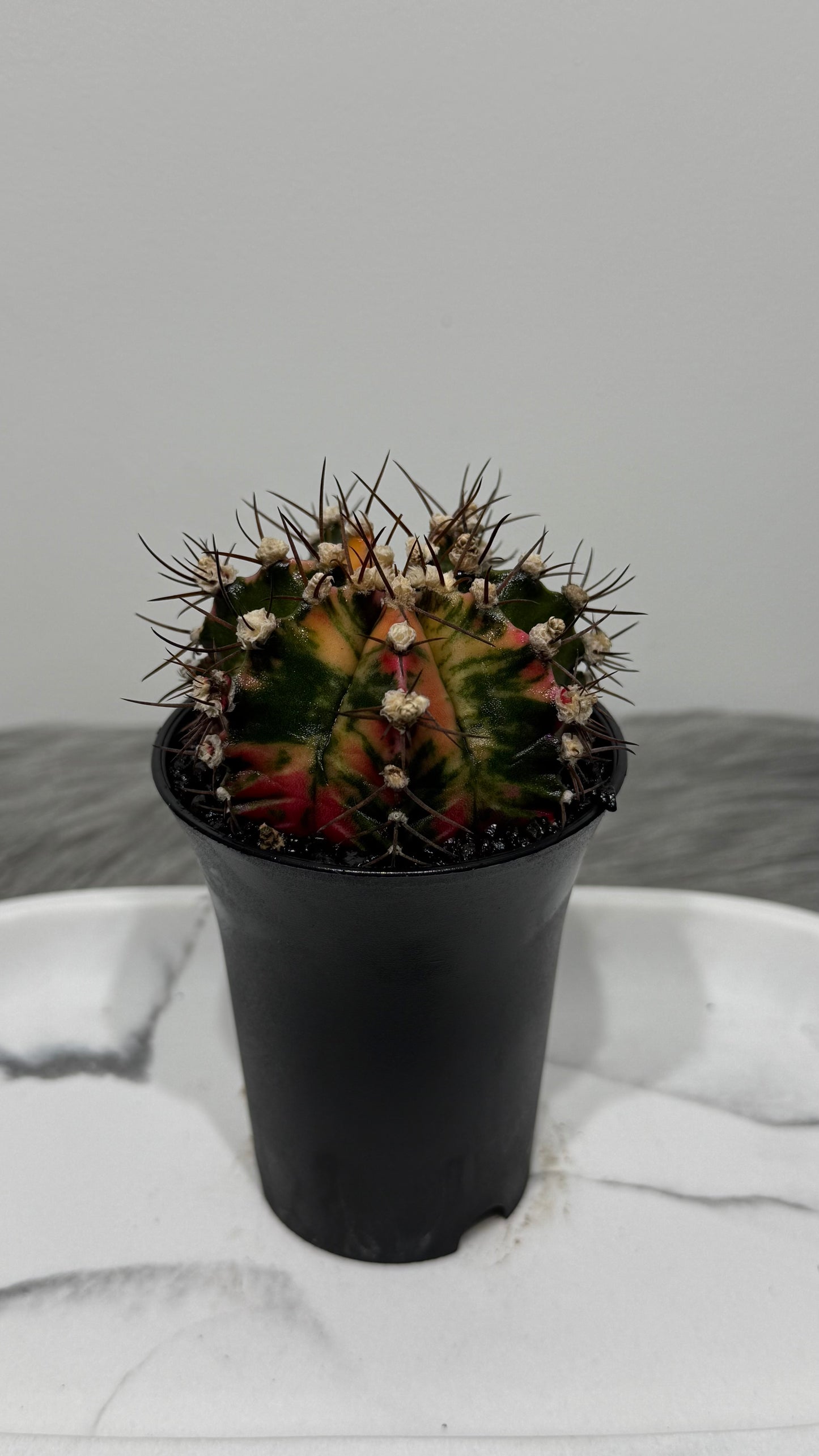 Gymnocalycium mihanovichii variegata