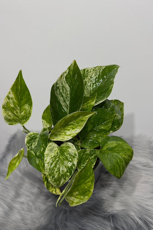 Epipremnum pinnatum 'Marble Queen'