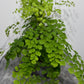 Adiantum Fragrans