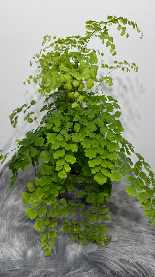 Adiantum Fragrans