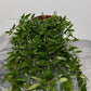 Aeschynanthus Japhrolepis/ Lipstick plant