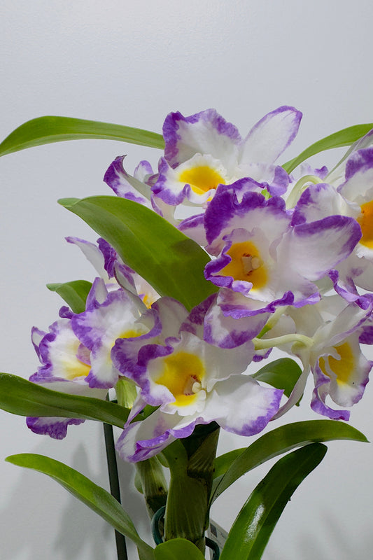Orhideja Dendrobium Nobile SMARŽO