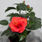 Hibiscus Red
