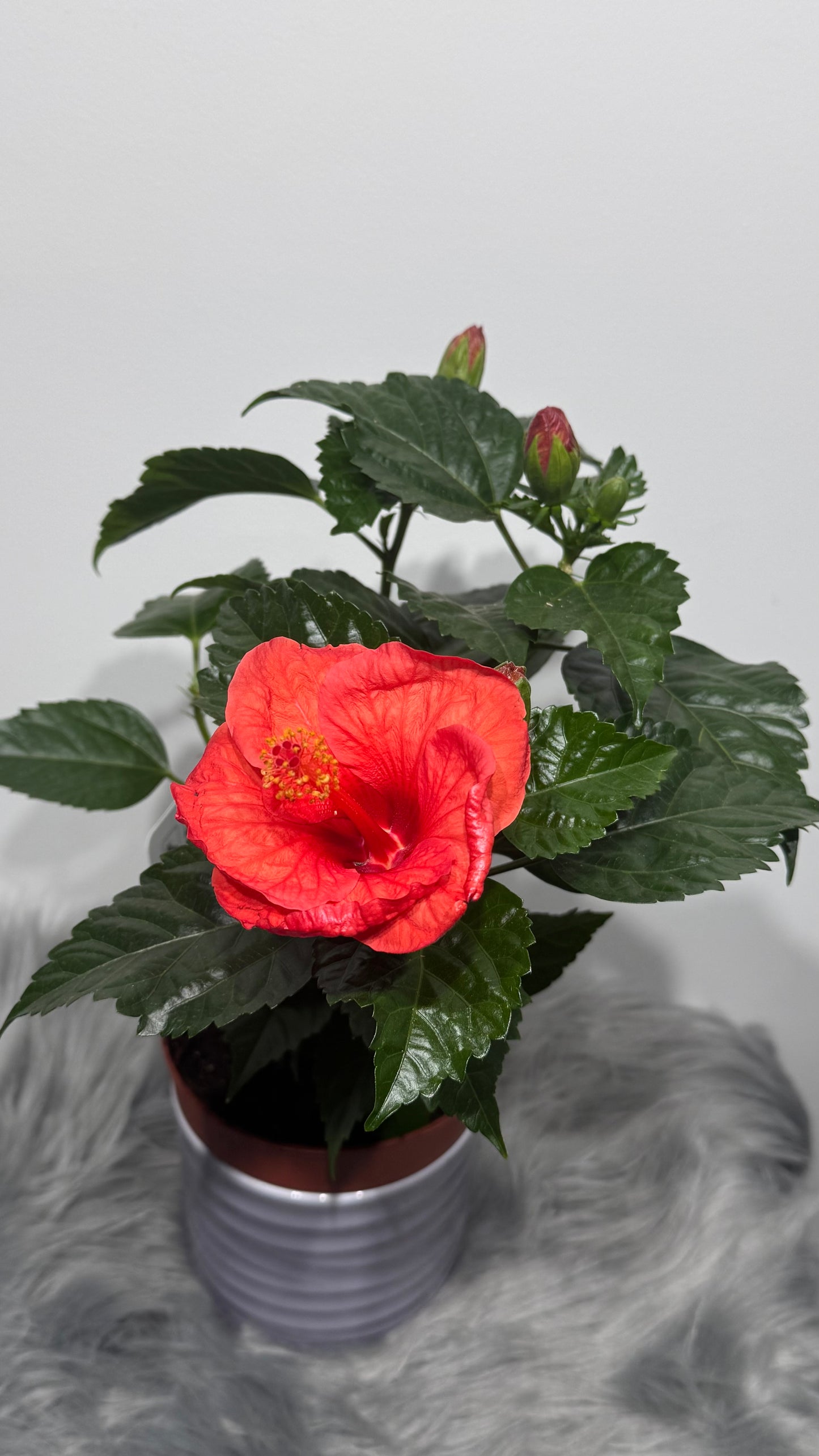 Hibiscus Red