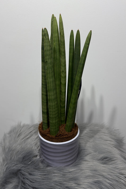 Sansevieria cylindrica - www.augi-plants.lv