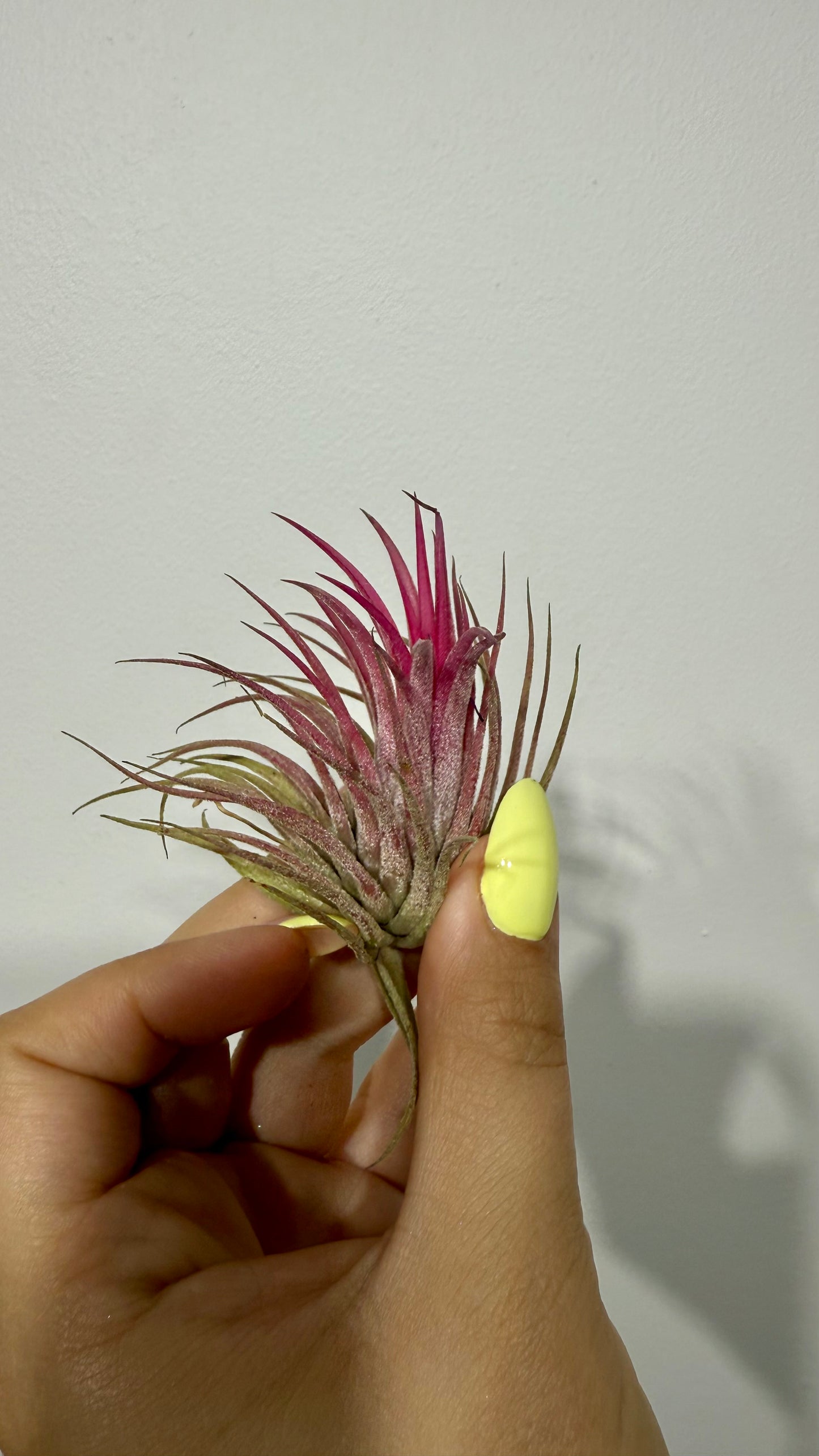 Tillandsia Air plant 4