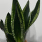 Sansevieria trifasciata Whitney - www.augi-plants.lv