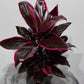 Cordyline 3