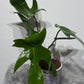 Philodendron Florida Green