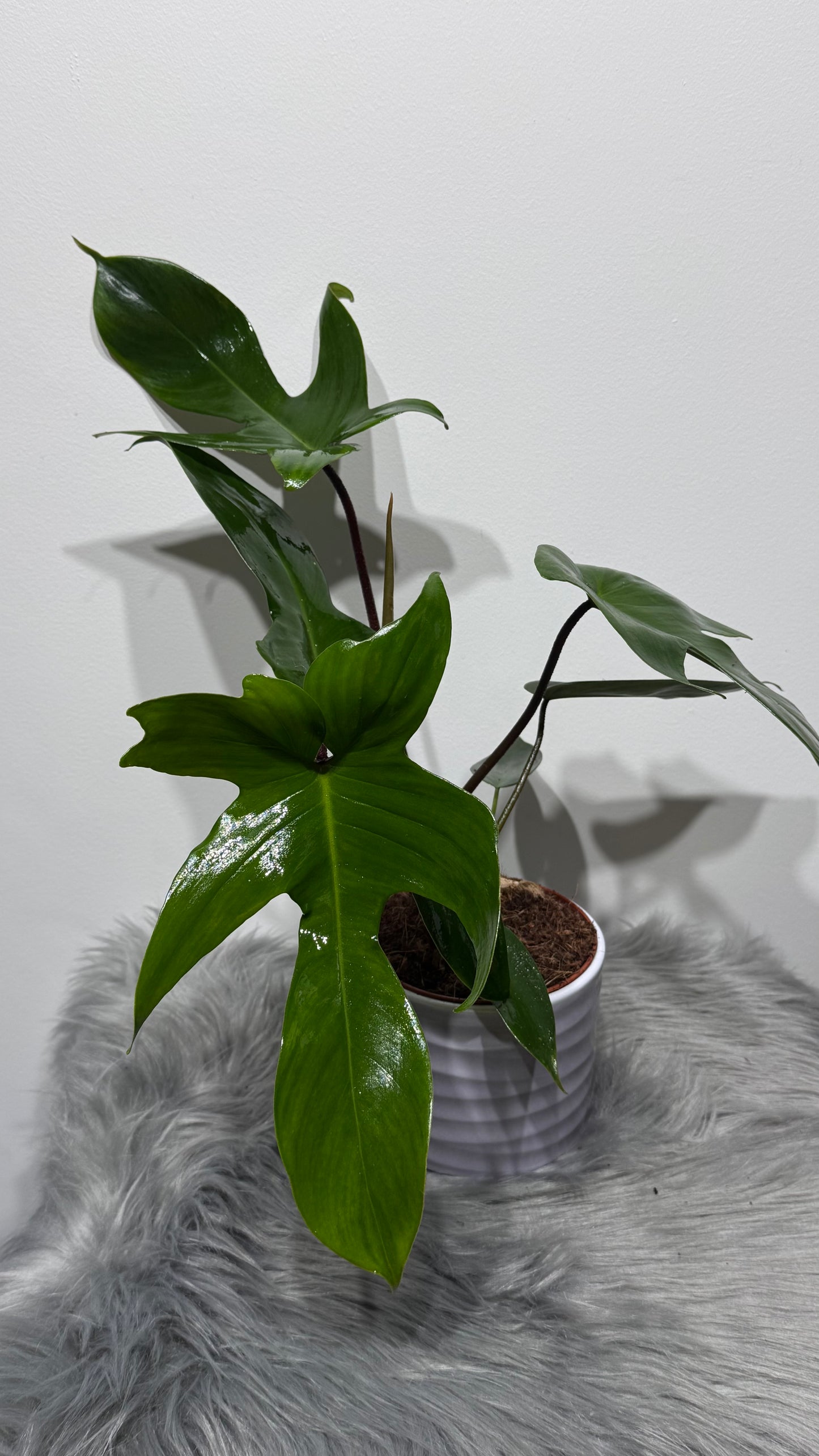 Philodendron Florida Green