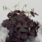 Oxalis