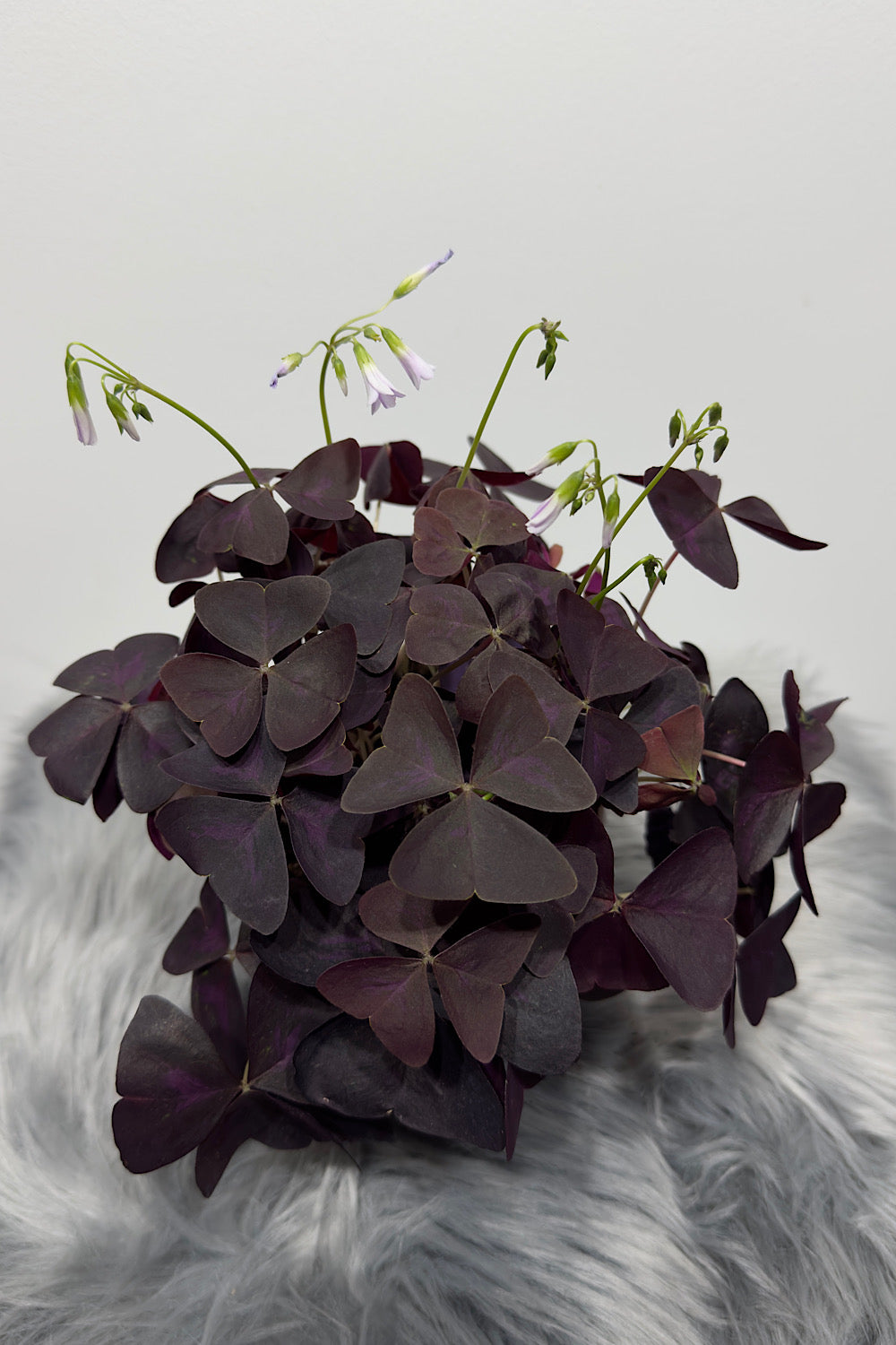 Oxalis