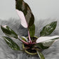 Philodendron Red Anderson