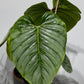 Philodendron sodiroi