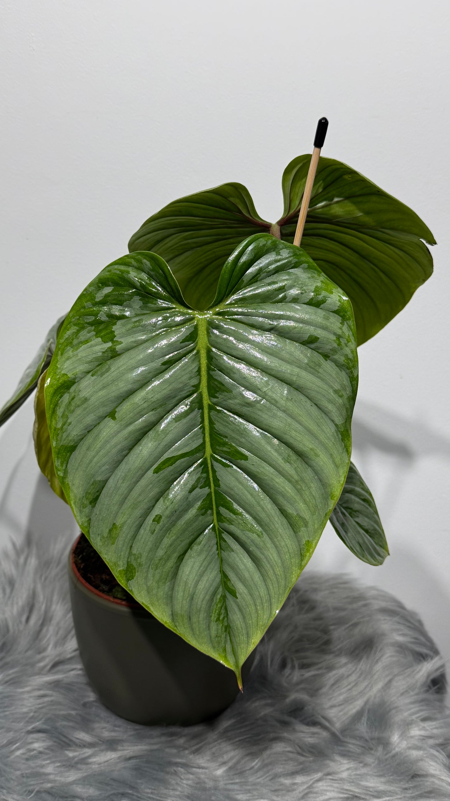 Philodendron sodiroi