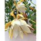 Epiphyllum Anguliger