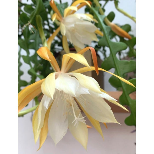 Epiphyllum Anguliger