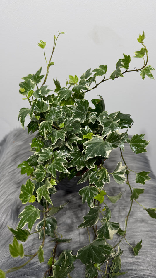 Ivy Variegata