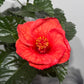 Hibiscus Red