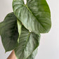 Philodendron sodiroi - www.augi-plants.lv