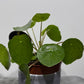 Pilea Sugar