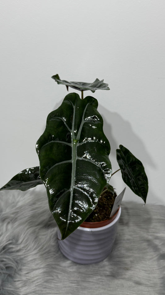 Alocasia Chantieri