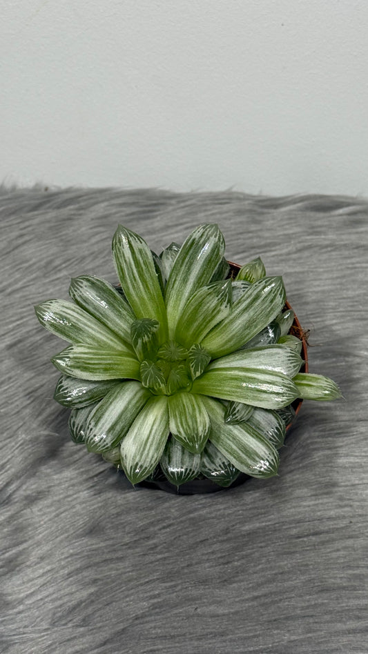 Haworthia Cymbiformis White