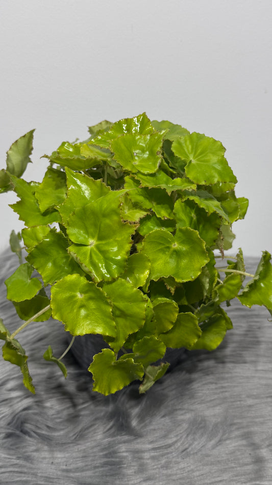 Begonia Beleaf 9